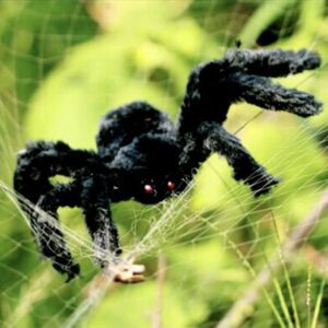 30in Spider